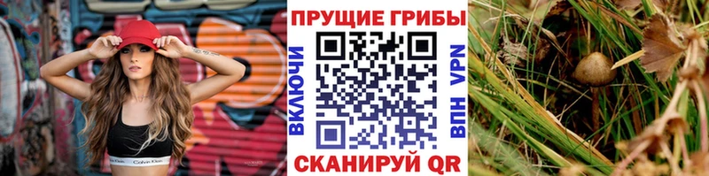 Купить  Суздаль  Галлюциногенные грибы Psilocybe 